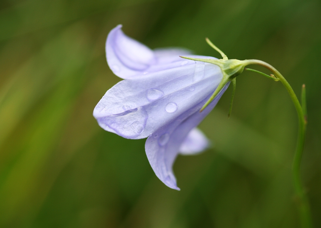Campanula Rotundifolia